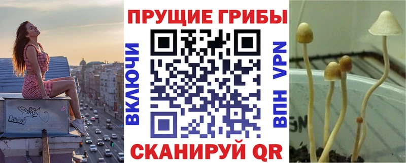 где продают   Павловск  Галлюциногенные грибы Magic Shrooms 